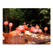 Flamingos und eine Ente Postkarte