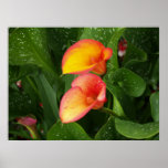 FlammeCalla. Plakat