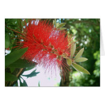 Flasche-Bürste Callistemon 1 Karte