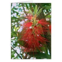 Flasche-Bürste Callistemon 4 Grußkarte