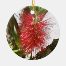 Flasche-Bürste Callistemon 8 Weihnachtsbaum Ornamente