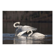 Flatternschwandruck Photo Druck