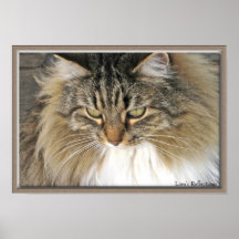 Flaum-Miezekatze Poster