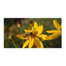Fleißiges Bienchen Bildkarte