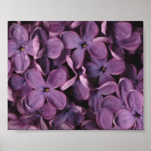 Fliedern 8" x 10" Druck Posterdrucke