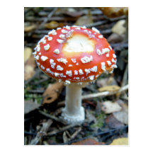 Fliegen-Blätterpilz {Wulstling muscaria} Postkarte