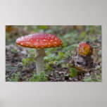Fliegen-BlätterpilzToadstool Plakat