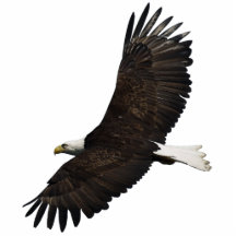 FLIEGEN-WEISSKOPFSEEADLER gemeißelter Tier-Magnet Fotostatuen