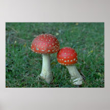 Fliegenblätterpilze (Wulstling muscaria) Posterdruck