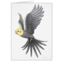 Fliegencockatiel-Karte