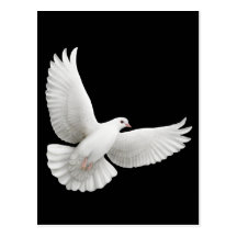 Fliegende Weiß-Tauben-Postkarte