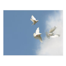 Fliegende weiße Tauben Postkarte