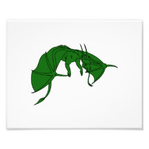 fliegender grüner Drache outline.png Fotos