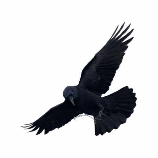 FLIEGENDER SCHWARZER RABE (gemeißelter) Ausschnitte