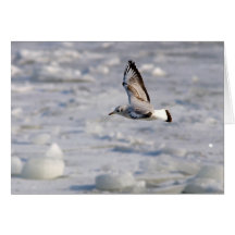 Fliegenseemöwe in der Winterkarte