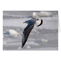 Fliegenseemöwe in der Winterkarte