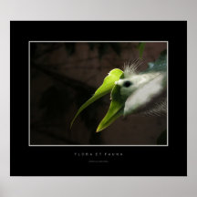 Flora und Fauna Plakate
