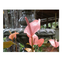 Flores Anturio Postkarte