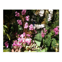 Flores de Orquideas Postkarten