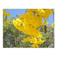 Floresde Puerto Rico Postkarten