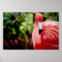 Florida-Flamingo 1 Plakatdrucke