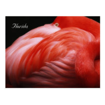 Florida-Flamingo Postkarten