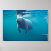 Florida-Manatis Plakatdrucke