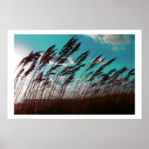 Florida seaoats gegen aquamarinen Himmeldünenhinte Plakat