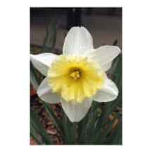 Flower 1 photo print