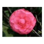flower rose, mauritius, mylifeisart postkarten