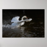 Flügel ausgestreckter Schwan-Druck Plakatdruck