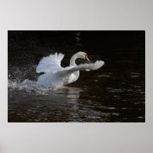 Flügel ausgestreckter Schwan-Druck Plakatdruck