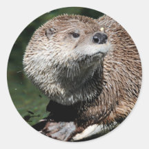 Fluss-Otter 1 Sticker