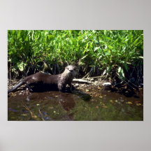 Fluss Otter-Sommer Plakatdrucke