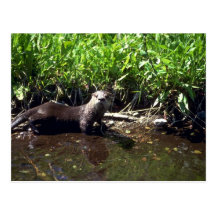 Fluss Otter-Sommer Postkarten
