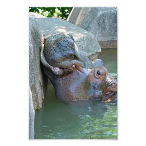 Flusspferd-Foto