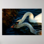 Flussufer-Schwan-Natur-Bilder für Verkauf Plakate