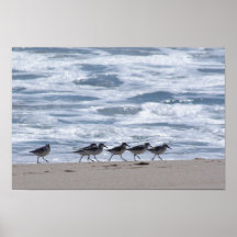 Flussuferläufer auf Strand Poster