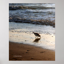 Flussuferläufer-Plakat