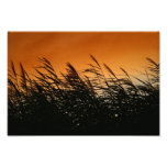 Flüstern der Schilfe an Smokey Sonnenuntergang Photodrucke