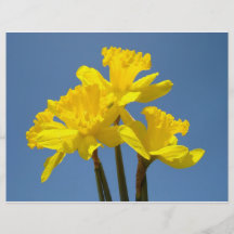 Flyer-gelbe Narzissen-PapierBlumen-blauer Himmel