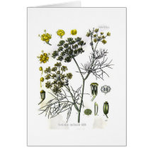 Foeniculum capillaceum (Fenchel) Grußkarte