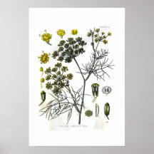 Foeniculum capillaceum (Fenchel) Posterdruck