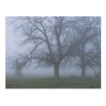 fogTree_4116 Postkarte