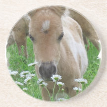 Fohlen-riechende Gänseblümchen-Untersetzer