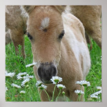 Fohlen-riechender Gänseblümchen-Leinwand-Druck Posterdruck