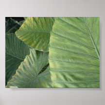 "Foille " Plakatdrucke