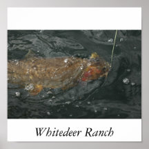 Forelle, Whitedeer Ranch Plakat