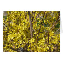 Forsythias Karten