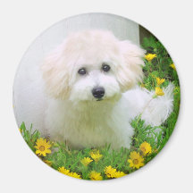 Foto-Magneten